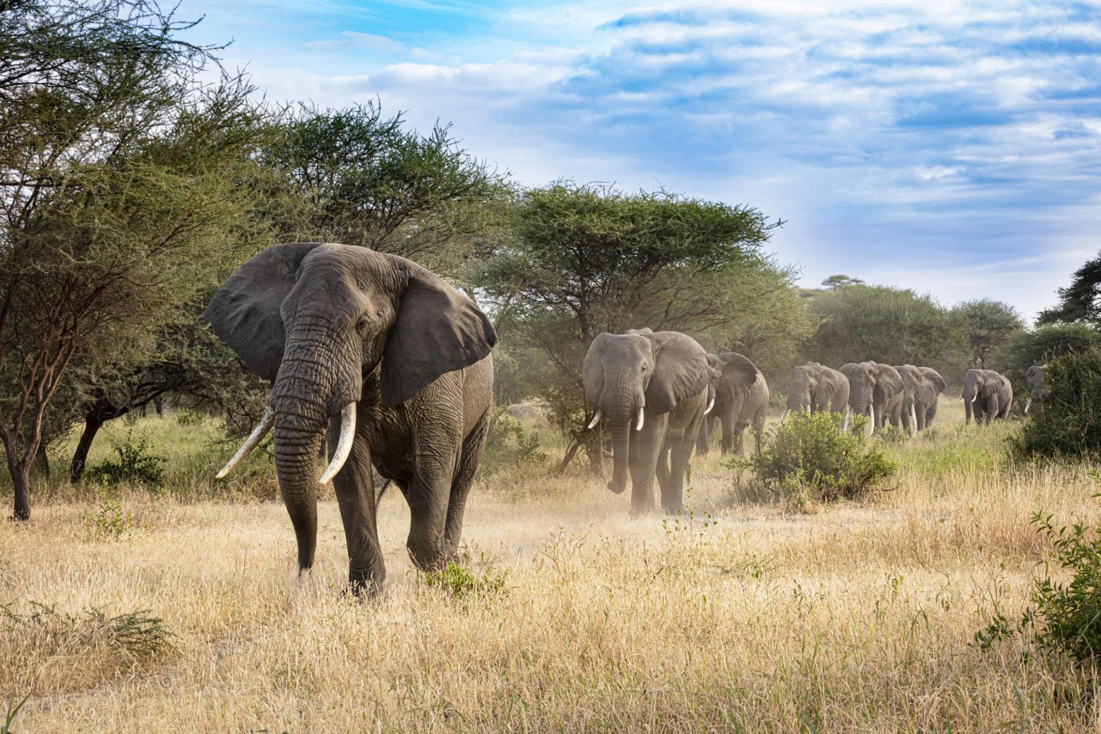 Elephant Herd at Tarangire National Park