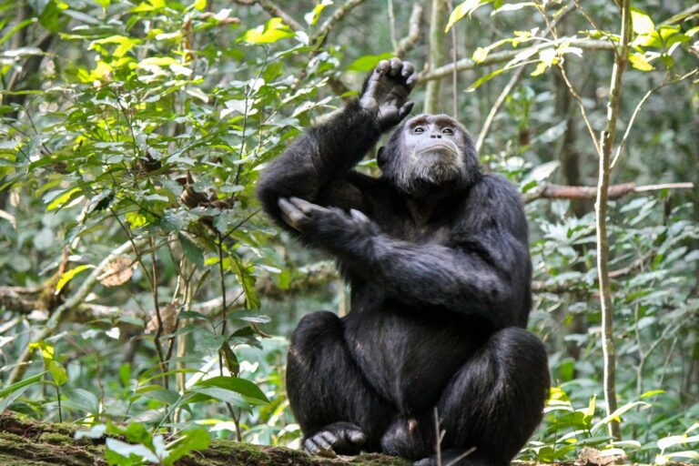 Chimpanzee Trekking Tanzania - Ascnzen Safaris