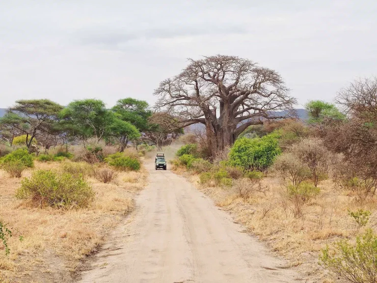 Budget and private safari from Zanzibar
