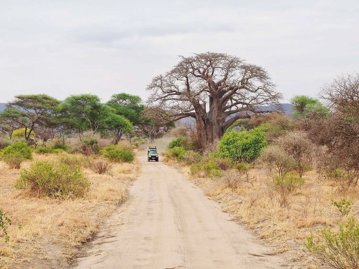 Budget and private safari from Zanzibar