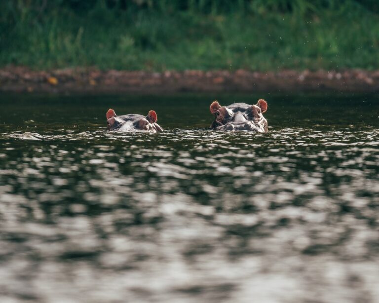 Two hippopotamuses partially submerged in water with just their heads visible, their ears and eyes peeking above the surface. They are near the edge of a body of water with green foliage in the background.
