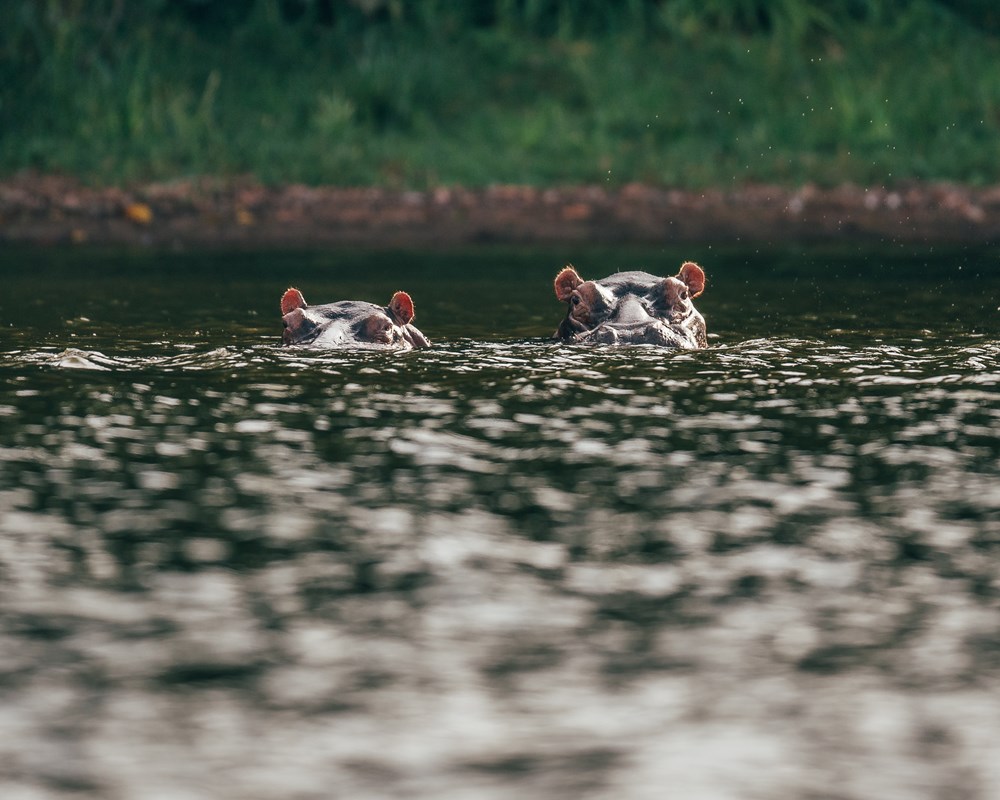 Two hippopotamuses partially submerged in water with just their heads visible, their ears and eyes peeking above the surface. They are near the edge of a body of water with green foliage in the background.