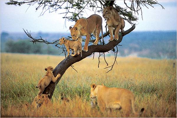 lions_on_tree-at-manyara-national-park