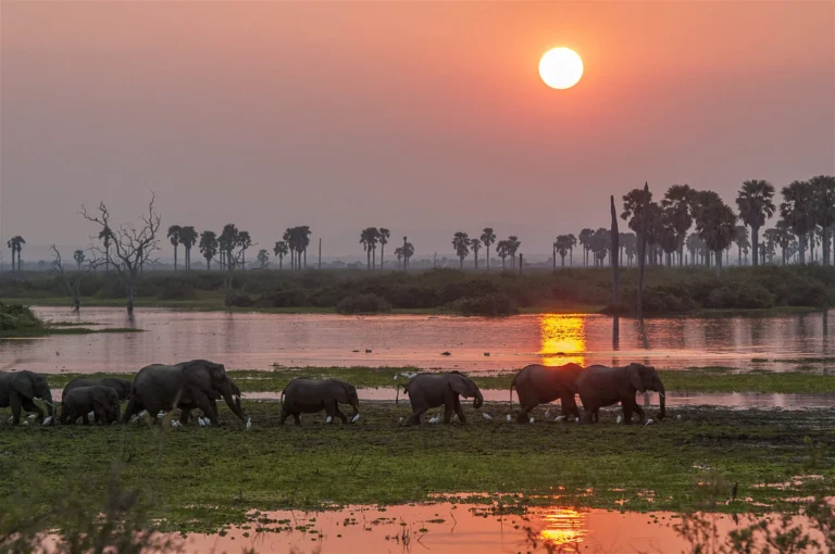 selous-selous-game-reserve-tanzania