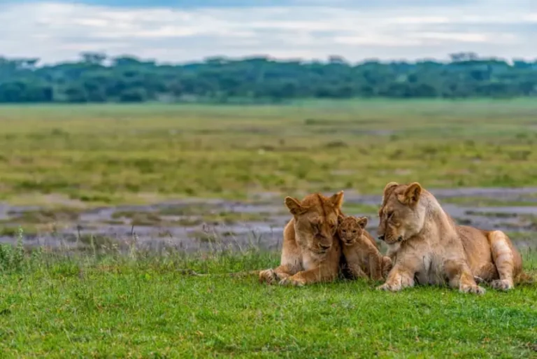 A family of lions, consisting of two adult lions and a cub, relaxes on grassy terrain with a vast, open landscape and a tree line in the background. The sky is partly cloudy, creating a serene and peaceful scene typical of Tanzania Wildlife Safaris.