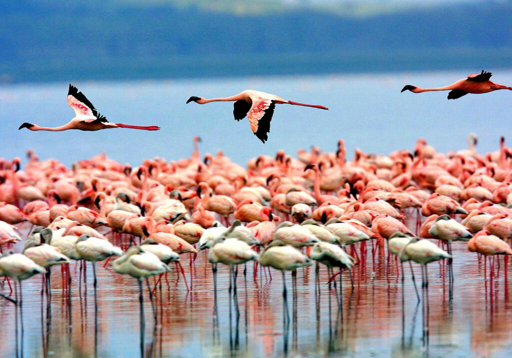 4 Day Tarangire Serengeti Ngorongoro Safari