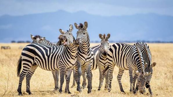 4 Day Scenic Fly-in Safari