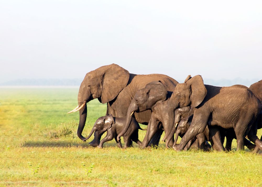 4 Day Scenic Fly-in Safari